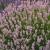 Lavandula angustifolia rosea.jpg